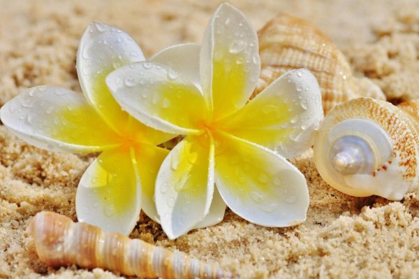 Куст цветов на фоне моря