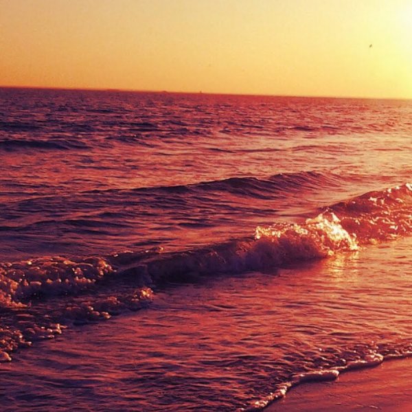 Обои пальмы