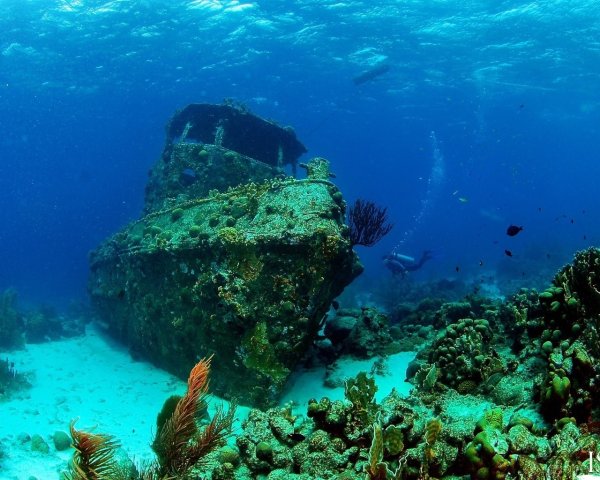 Атлантический океан коралловый риф