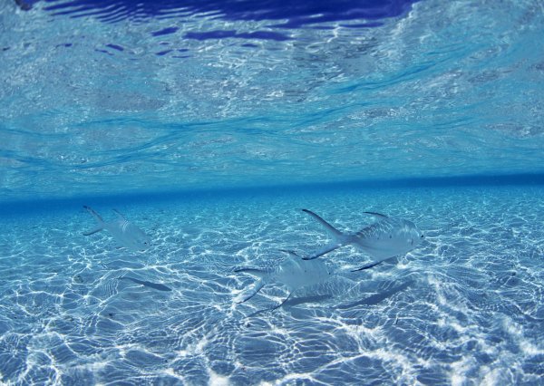 Прозрачная вода море