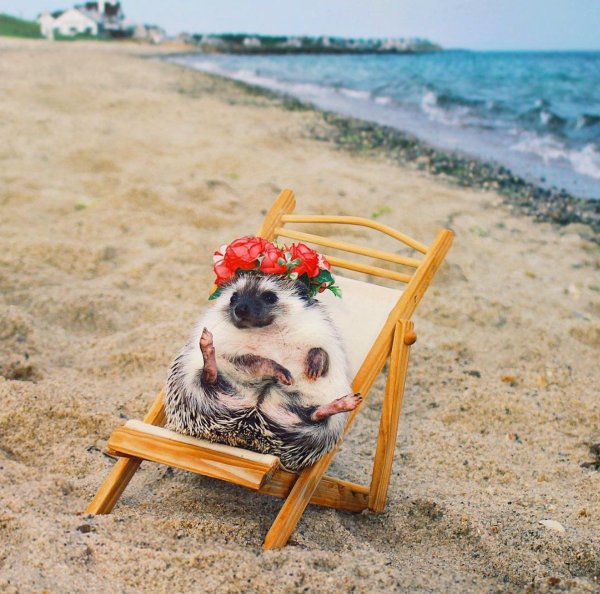 Кот отдыхает