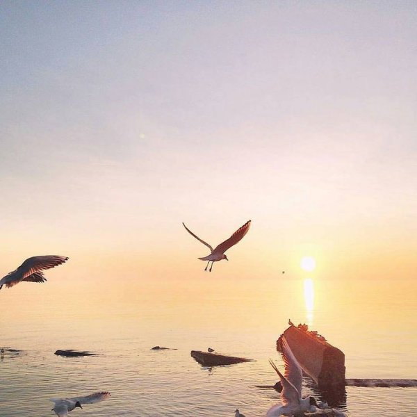 Море, Чайки