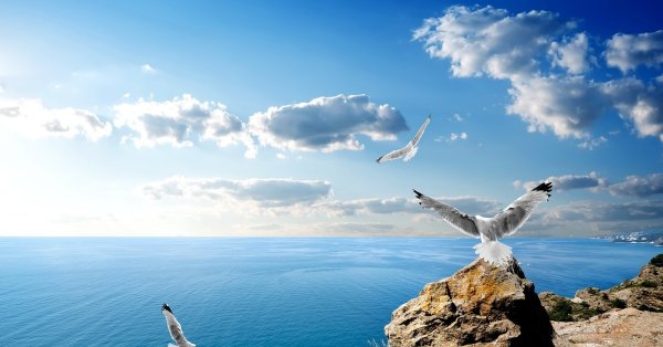 Море, Чайки