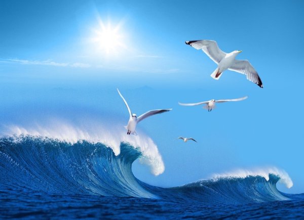 Море, Чайки