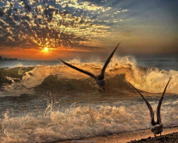 Чайки утром