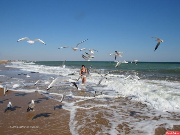 Волны и птицы