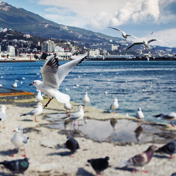 Чайка Балтийское море жидкий