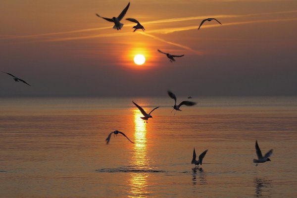 Море, Чайки