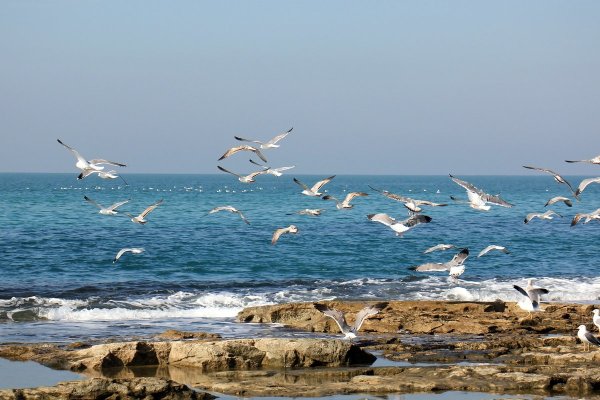 Анимация море и Чайки