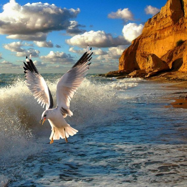 Дельфины в прыжке