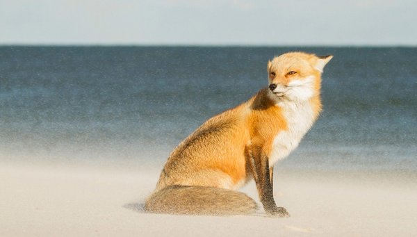 Лисы на море