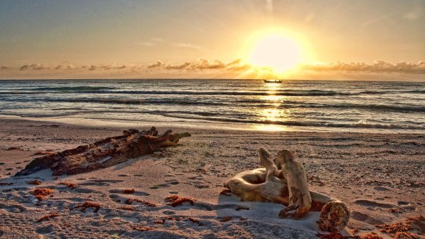 Лиса на берегу моря