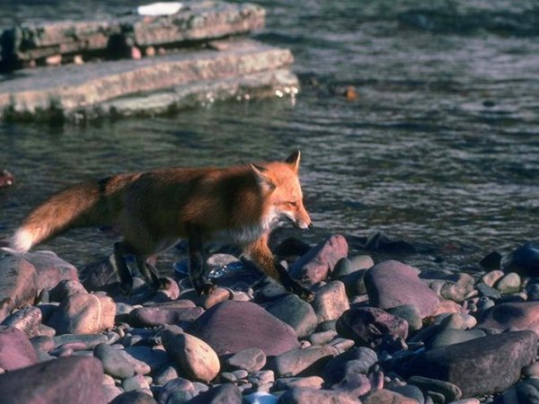 Лиса плывет