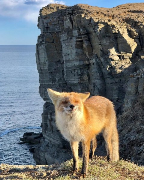 Остров Лисий находка