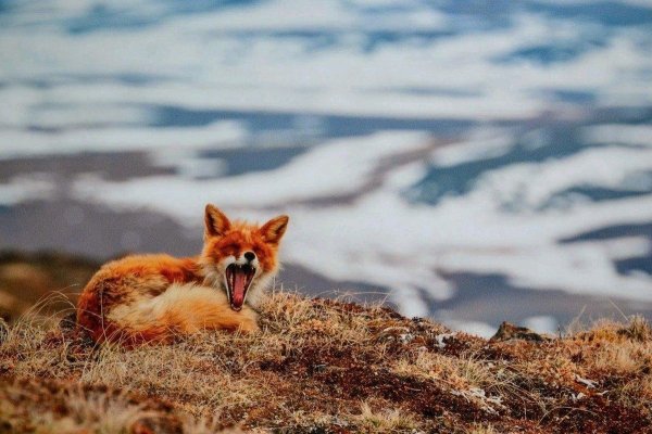 Лисы на море