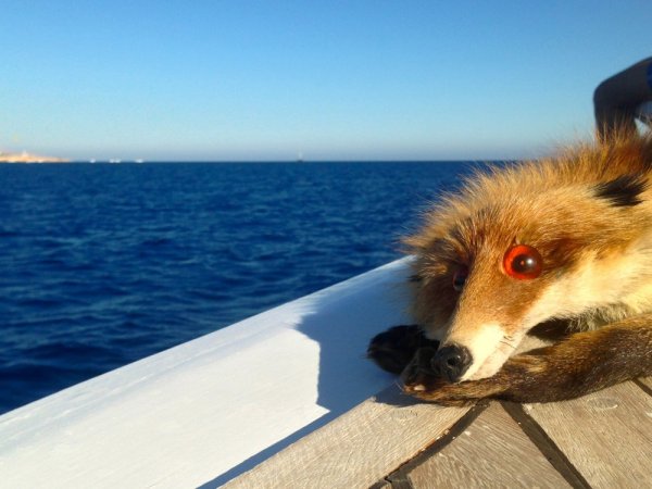 Лиса плавает