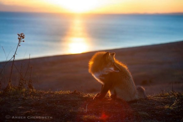 Лиса на солнышке