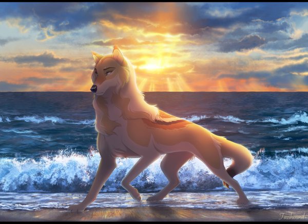 Волк на берегу моря