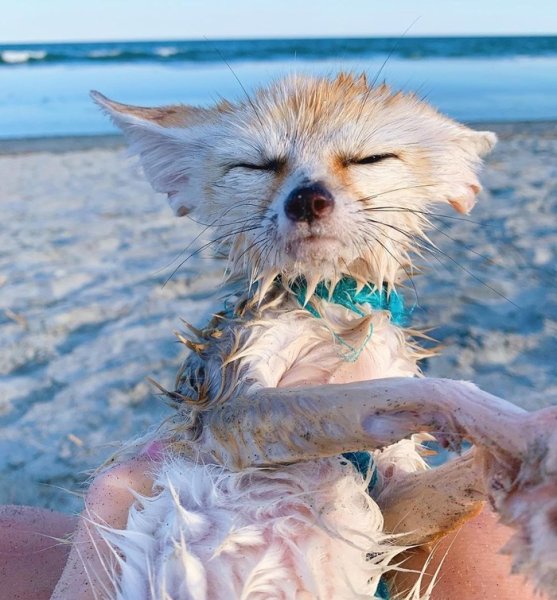 Лиса на море