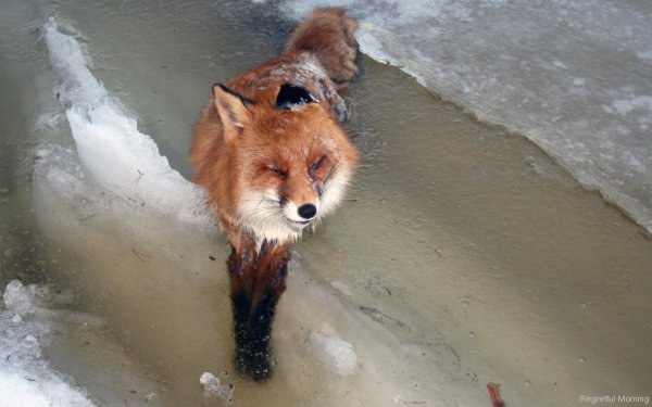 Вмерзшие в лед животные