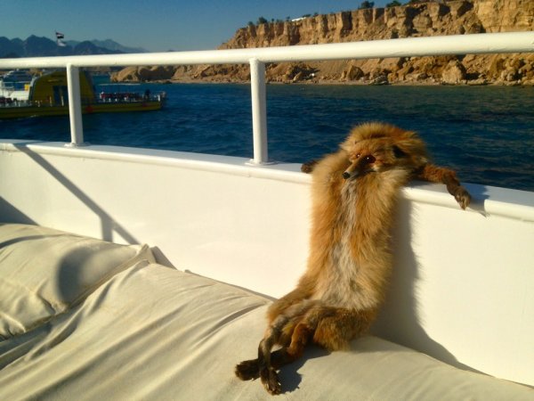 Лисичка в отпуске