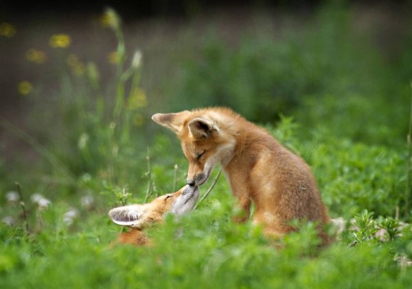 Смешной Лисенок