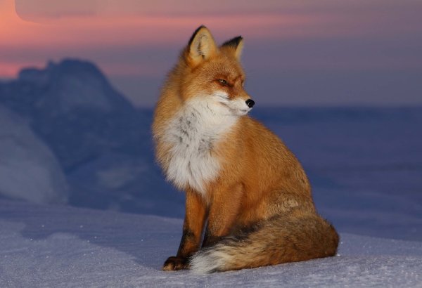 Лисица в сумерках