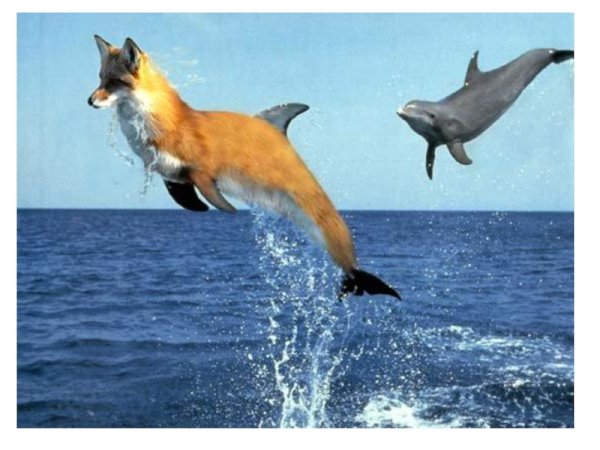 Лиса и Дельфин