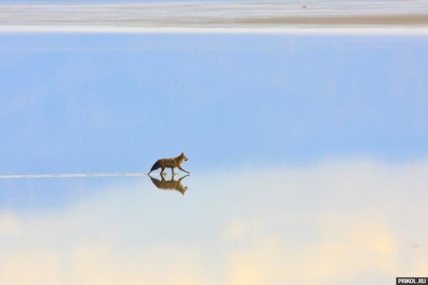 Лиса на море