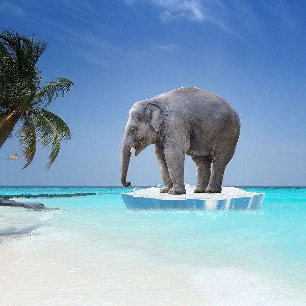 Слон на берегу моря