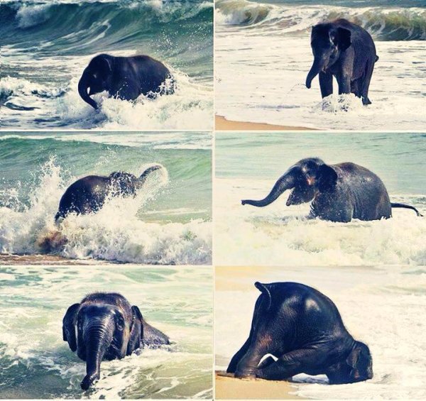 Слоник на берегу моря