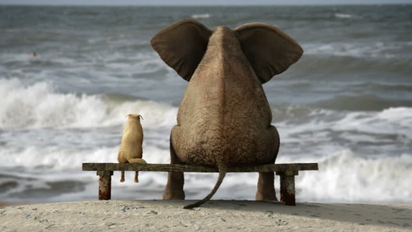 Слоненок на море