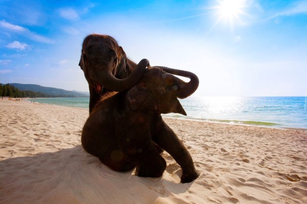 Слоненок купается