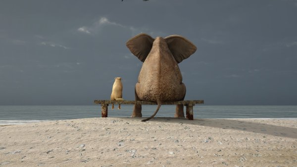 Слон под водой