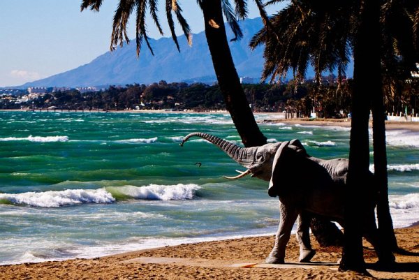 Слоненок на море