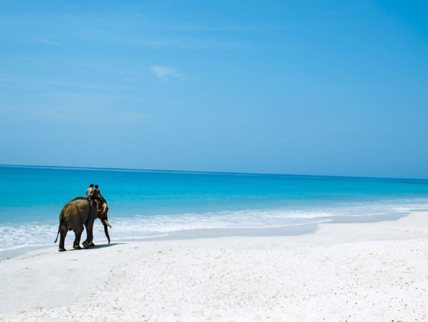 Слоны на черепахе