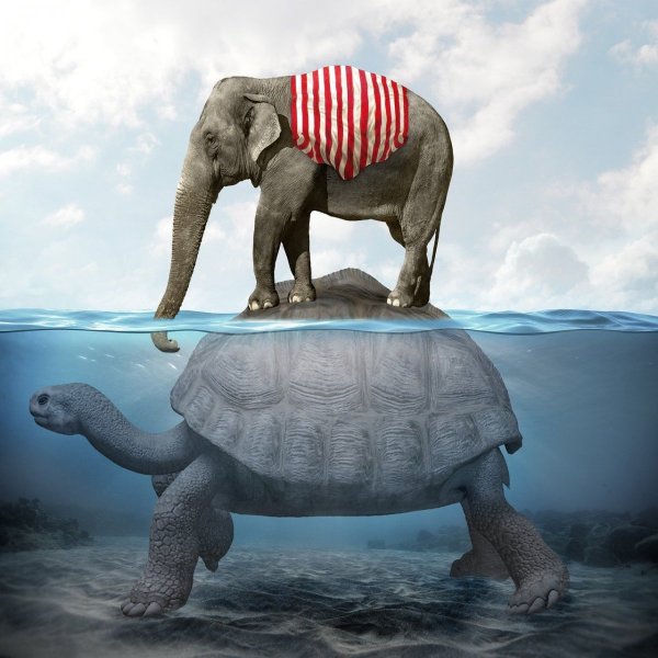 Слон плавает