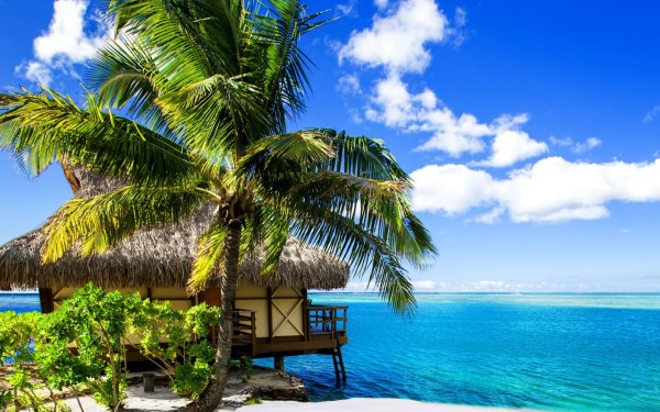 Волны пальмы