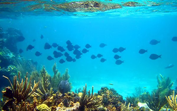 Панорама подводного мира