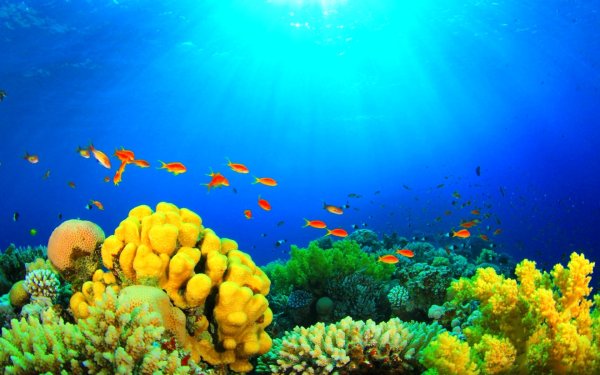 Барьерный риф новой Каледонии