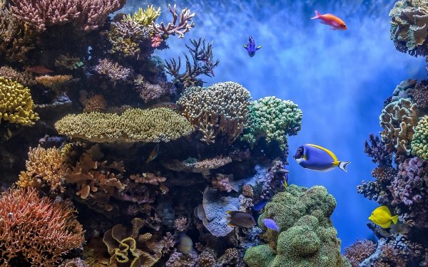 Подводный мир океана коралловый риф