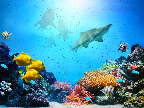 Морское дно