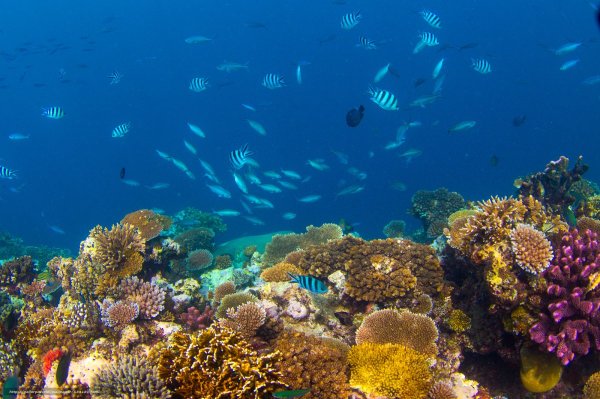 Морское дно