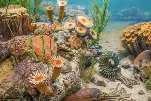 Подводные пейзажи