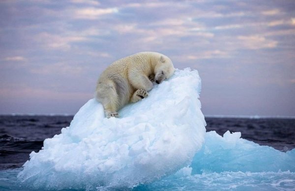 Медвежонок на море