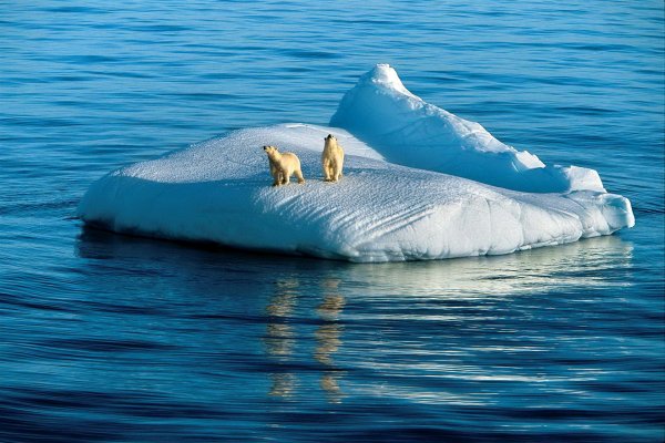 Мишка ждёт в моря
