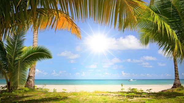 Пляж пальмы закат