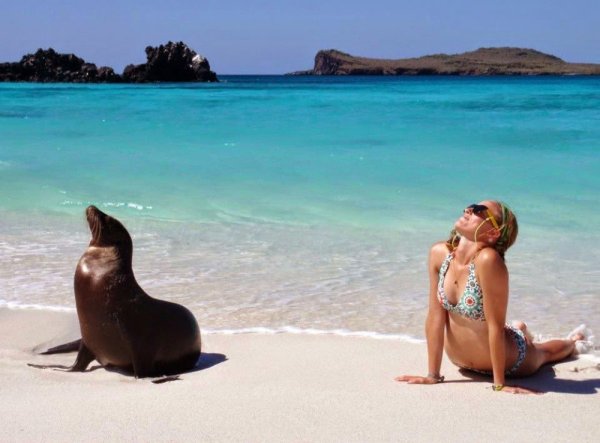 Морской котик на пляже