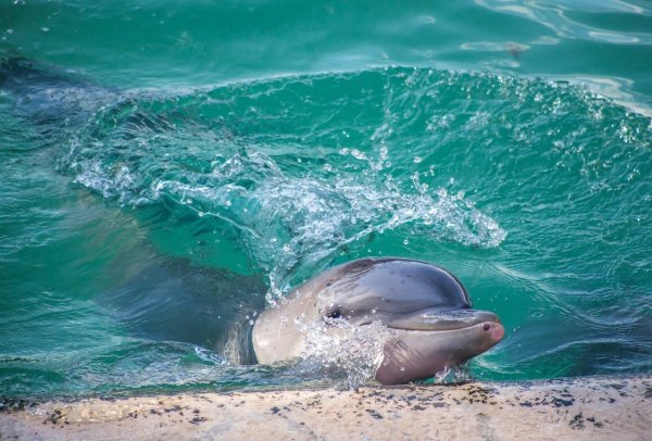 Черноморский Дельфин в Сочи