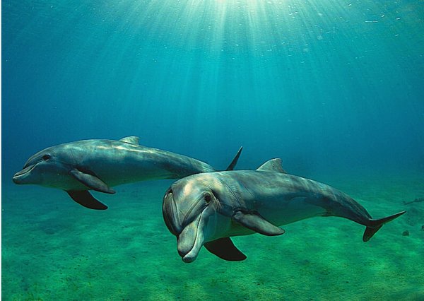 Дельфин Афалина в черном море